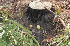 Buchwaldoboletus