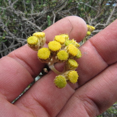 Scrobicaria ilicifolia