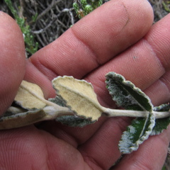 Scrobicaria ilicifolia