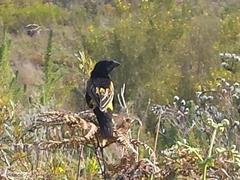 Euplectes capensis capensis