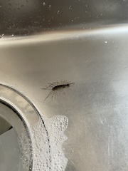 Thereuonema tuberculata