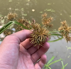 Cyperus odoratus squarrosus