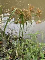 Cyperus odoratus squarrosus