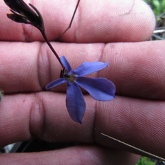 Lobelia tenera