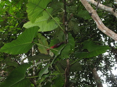 Philodendron ernestii