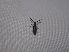 Monophylla terminata