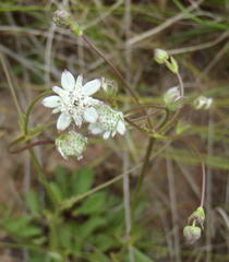 Alepidea capensis capensis