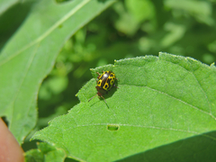 Zygogramma signatipennis