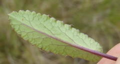 Alepidea capensis capensis
