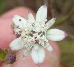 Alepidea capensis capensis
