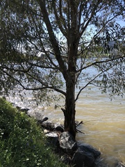 Eucalyptus pauciflora