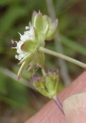 Alepidea capensis capensis