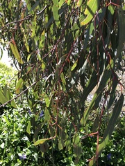 Eucalyptus pauciflora