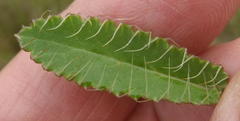 Alepidea capensis capensis