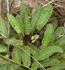 Alepidea capensis capensis