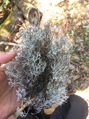 Pseudevernia consocians