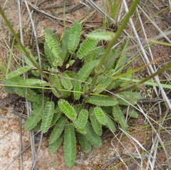 Alepidea capensis capensis