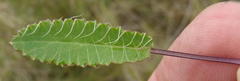 Alepidea capensis capensis
