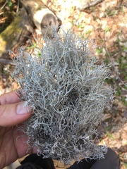 Pseudevernia consocians