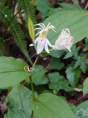 Tricyrtis macropoda