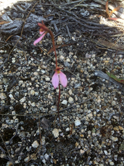 Eriochilus cucullatus