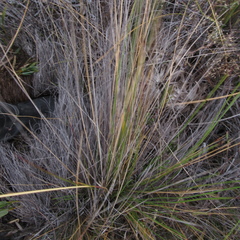 Calamagrostis effusa