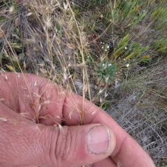Calamagrostis effusa