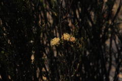Leucadendron nitidum