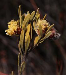 Leucadendron nitidum