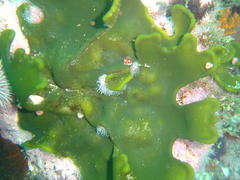 Codium stephensiae