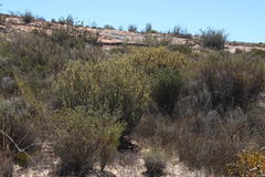 Leucadendron nitidum