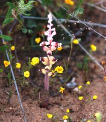 Lachenalia membranacea