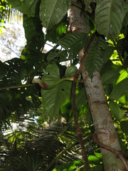 Philodendron ernestii