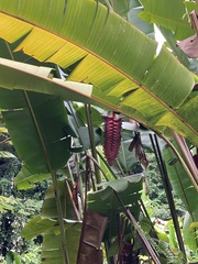 Heliconia mariae