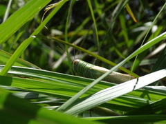Hieroglyphus annulicornis
