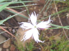 Dianthus mooiensis