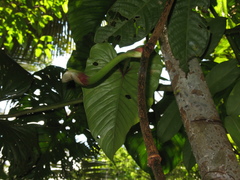 Philodendron ernestii