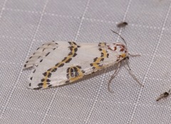 Philtraea elegantaria