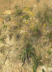 Helianthus silphioides