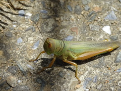 Hieroglyphus annulicornis