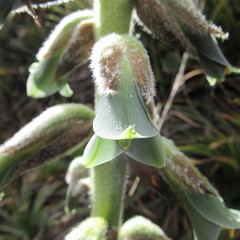 Puya nitida