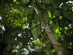 Philodendron ernestii
