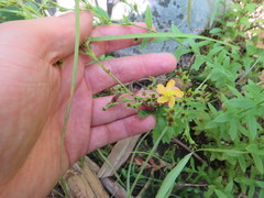 Hypericum virgatum