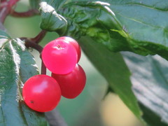 Viburnum edule
