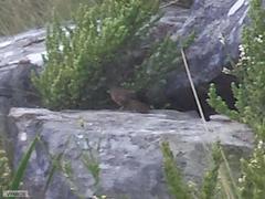 Cryptillas victorini