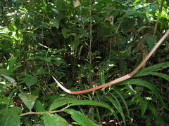 Philodendron ernestii