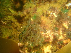 Exallosorus harveyanus