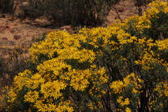 Euryops rehmannii
