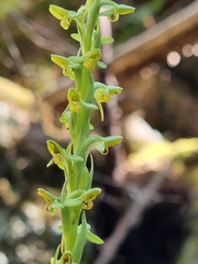Platanthera limosa