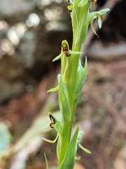 Platanthera limosa